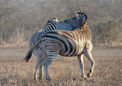 Zebra Stallions Equus Quagga Fighting Each Other During Golden Hour