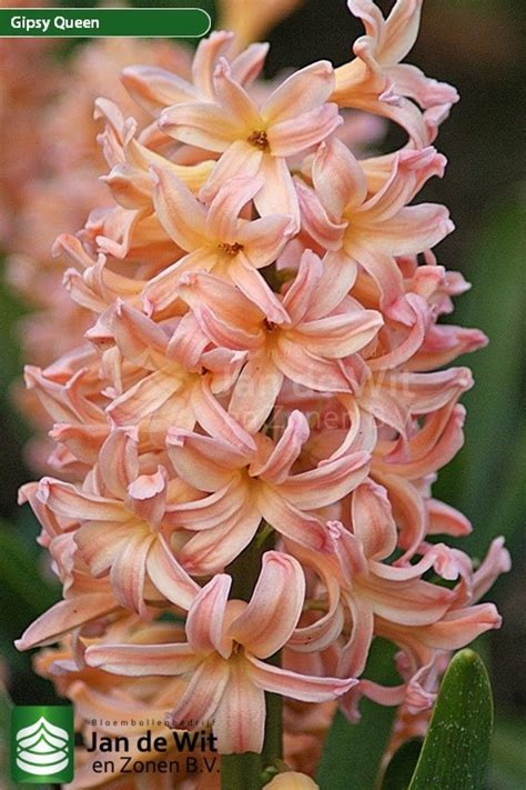 Gipsy Queen | Hyacinth | Jan de Wit en Zonen B.V.