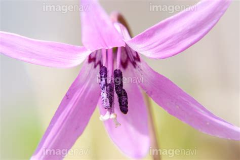 【カタクリのクローズアップ《北海道の早春の森》旭川市男山自然公園】の画像素材31124282 写真素材ならイメージナビ