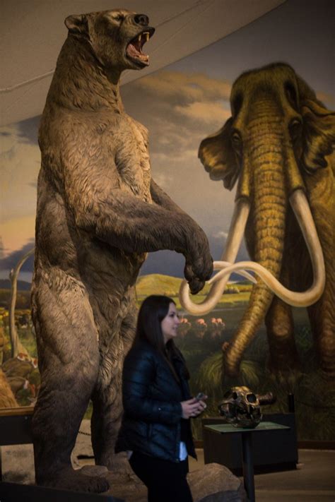 Why mammoths and mastodons are once again roaming at the La Brea Tar ...