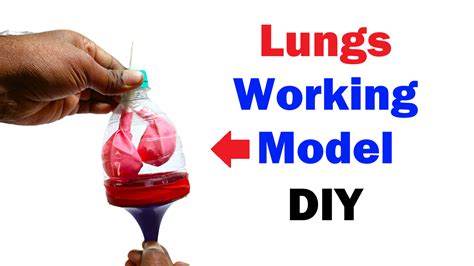 human lungs working model respiratory system diy