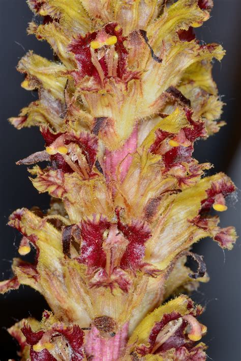 Orobanche gracilis Santibáñez del Río Salamanca Juan Antonio