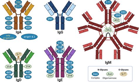 Frontiers Immunoglobulin Glycosylation An Unexploited Potential For Immunomodulatory