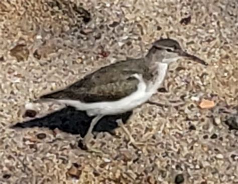 Spotted Sandpiper From Barrio Manglito La Paz B C S Mexico On