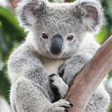 Cutest Australian Animals And Where To Find Them