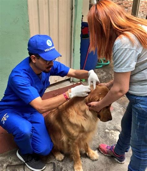 Programación de las jornadas de esterilización canina y felina en