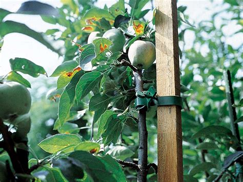 Prunus Quali Sono Le Piante Da Fiore Coltivazione E Variet