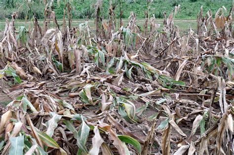 Heavy Rain And Gales Damage Crops In Andhra Pradesh India — Earth