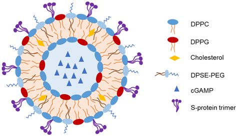 Intranasal Liposomes For Vaccine Delivery Encyclopedia Mdpi