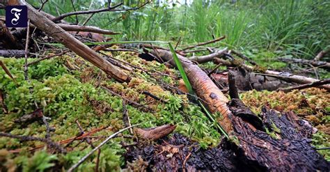 Moore als CO2 Emittenten Koalitionen streiten sich über Schutz