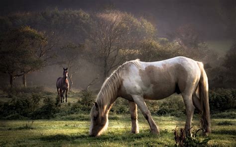 Download Horses On A Pasture Screensavers Wallpaper | Wallpapers.com