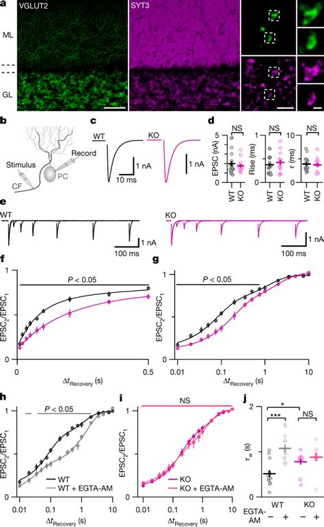 Syt Accelerates Recovery From Depression In Cerebellar Climbing