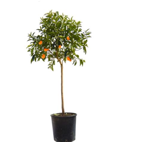 Piante Di Kumquat Savini Vivai