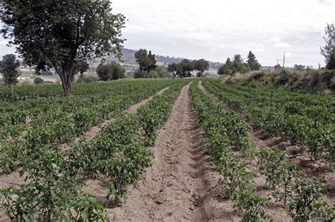 Sequía Afectó 15 Mil Hectáreas Del Campo Poblano En 2023 Sdr E