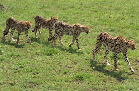 4 Cheetahs Walking By Tanzafari On Deviantart