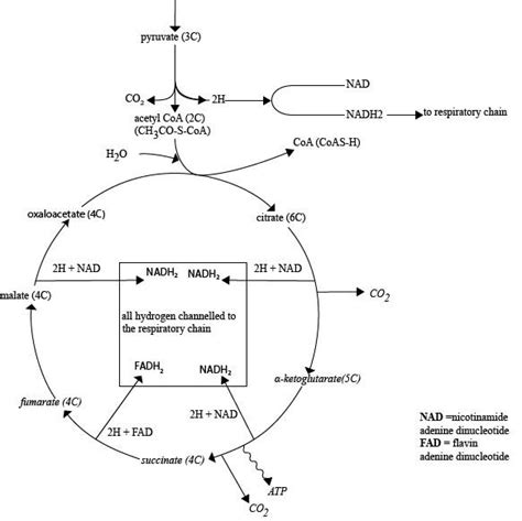 Biology Form Five Topic Gaseous Exchange And Respiration School