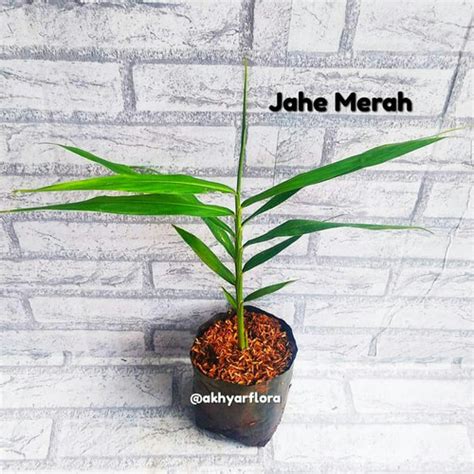 Jual Jahe Merah Bibit Jahe Merah Tanaman Herbal Jahe Merah Rimpang