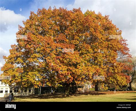 Sycamore Tree High Resolution Stock Photography and Images - Alamy