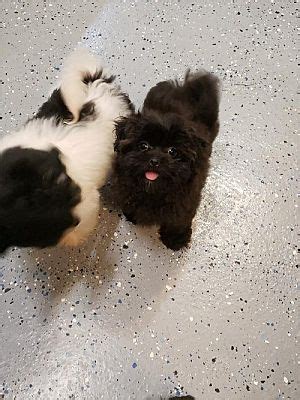 Bordentown Nj Shih Tzu Poodle Miniature Meet Raisin Pending A Pet