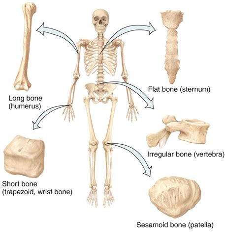 Axial Skeleton Flashcards Quizlet