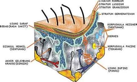 Bagian Bagian Kulit Beserta Fungsinya Jenisajatitik