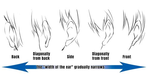 Drawing Ears From Different Angles Anime Art Magazine