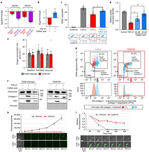 CD36 Is Metabolically Regulated In Fibroblasts And Crucial For