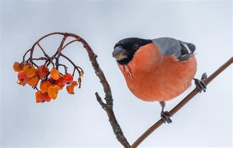 Premium Photo Bullfinch Sits On A Branch Of A Red Mountain Ash On A