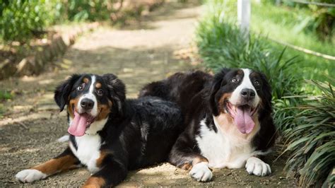 The 149 Most Popular Bernese Mountain Dog Names