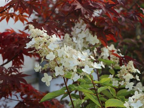 Rispenhortensie Unique Hydrangea Paniculata Unique Baumschule