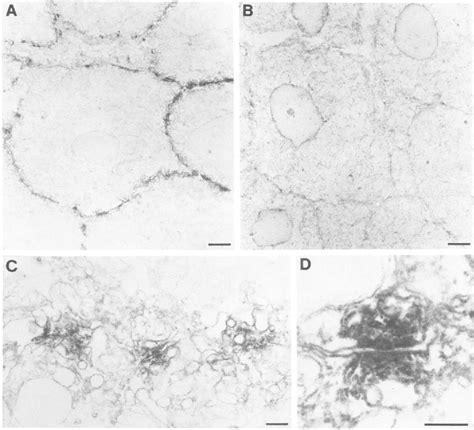 Fascia adherens | Semantic Scholar