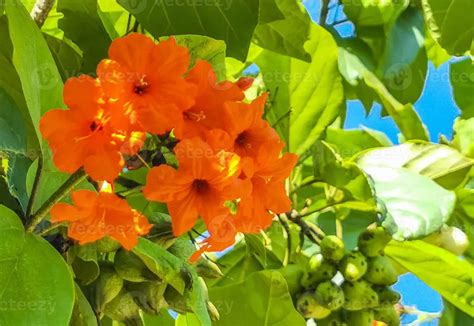 El árbol De Flor Naranja En México Belleza Y Color En Paisajes TeleFlor