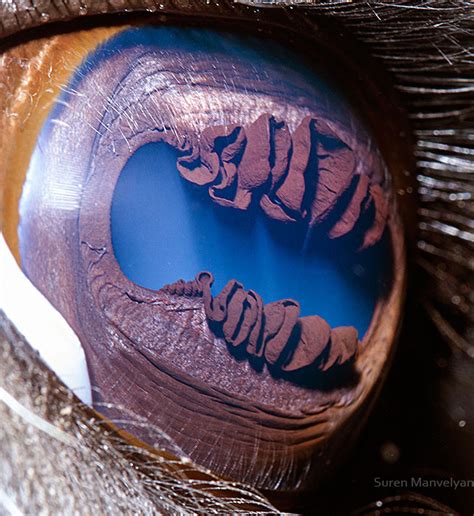 The Microscopic Photographs Reveal Animals With The Most Beautiful Eyes ...