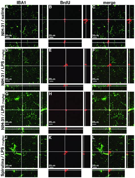 Orthogonal Projections Of Brdu Iba Co Staining A C Shows A