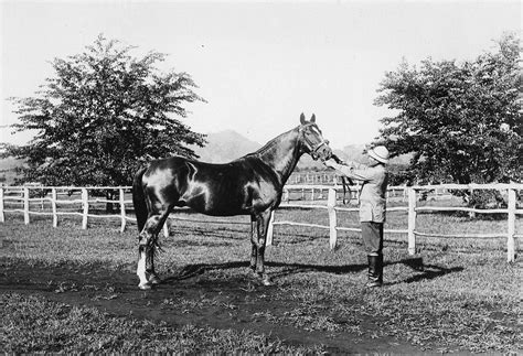 Horse Breeding Farms