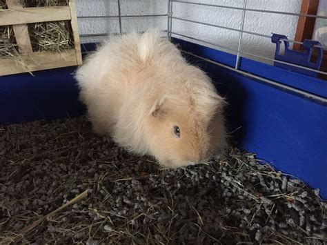 Pin Op Ch Teddy Guinea Pig Cavia