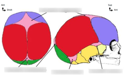 Diagramme De Les Fontanelles Du Nourrisson T Te Et Cou Anatomie