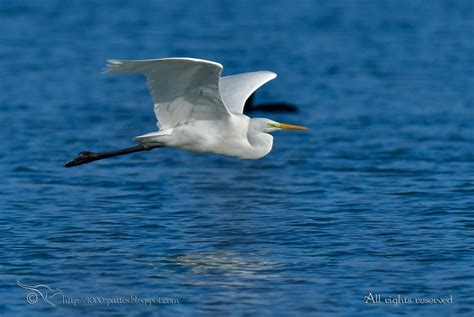 Wildlife Gateway Les Oiseaux Du Ddo Maz Res