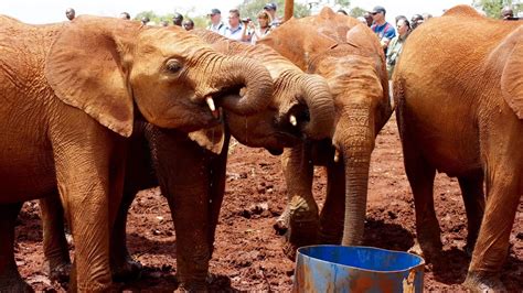 Half Day Elephant Orphanage Giraffe Center Blixen Kazuri Beads