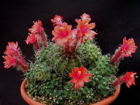 Matucana Paucicostata Cactus Plants Cacti And Succulents Cactus Flower