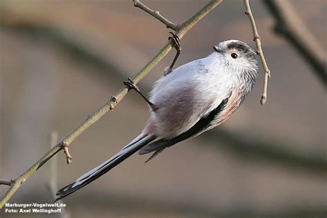 Marburger Vogelwelt De Schwanzmeise Long Tailed Tit Aegithalos Caudatus