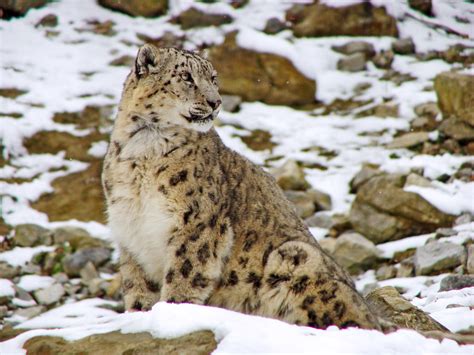 Snow Leopard Habitat