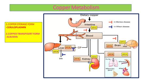 Copper Metabolism And Its Clinical Significance Ppt