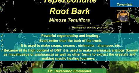 The Reverend Presents:: Tepezcohuite Root Bark (mimosa tenuiflora).