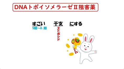 【1日1分医療系学生必見】dnaトポイソメラーゼⅡ薬はゴロでサクッと覚えましょう！ Youtube