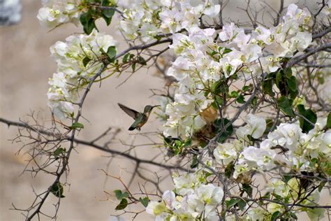 Free Images Natural Flower Branch Spring Blossom Tree Flowering