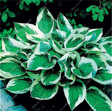 Pcs Mixed Hosta Lily Seeds Bestseedsonline Free Shipping