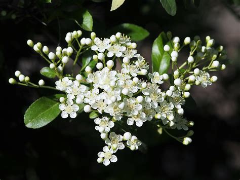 Feuerdorn Mittelmeer Pyracantha Coccinea Bienenfreundlich