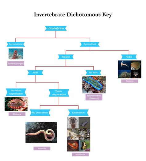 Dichotomous Keys Complete Guide EdrawMax