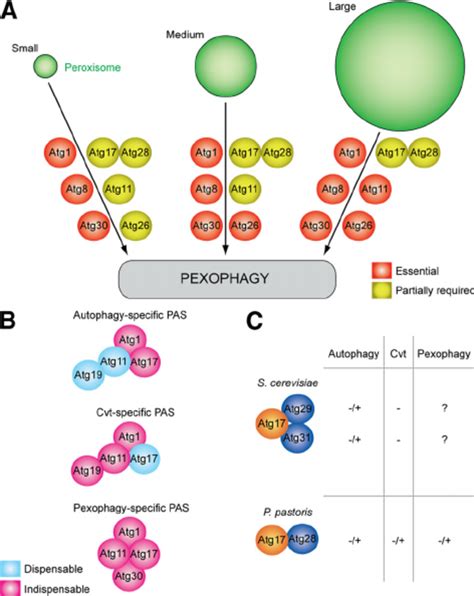 Peroxisome Size Provides Insights Into The Function Of Download